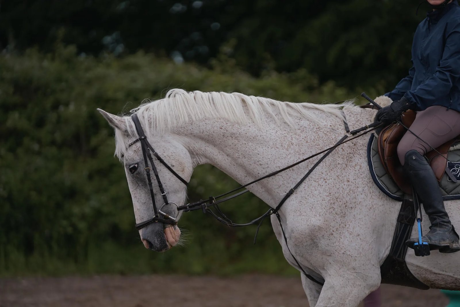 new-pferd-detail.webp