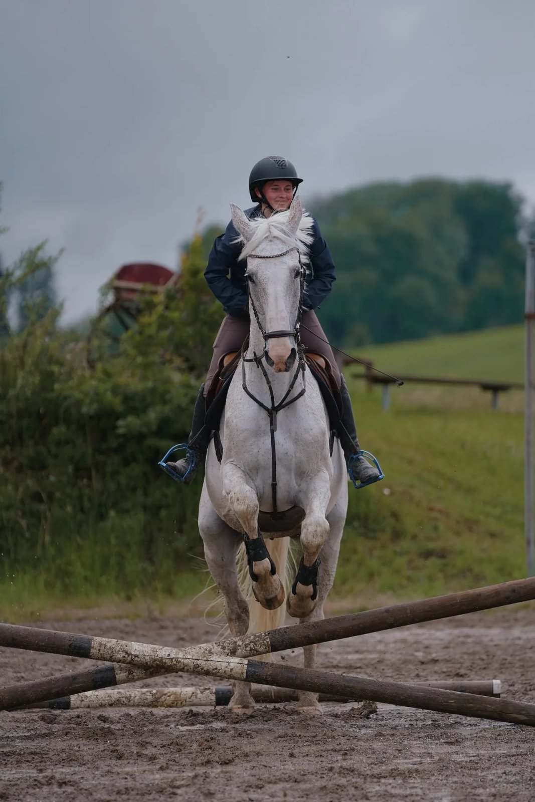 new-pferd-grau.webp