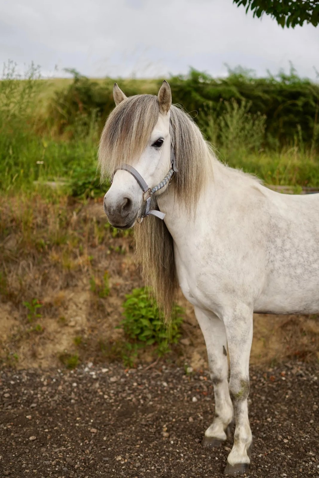 new-pony.webp